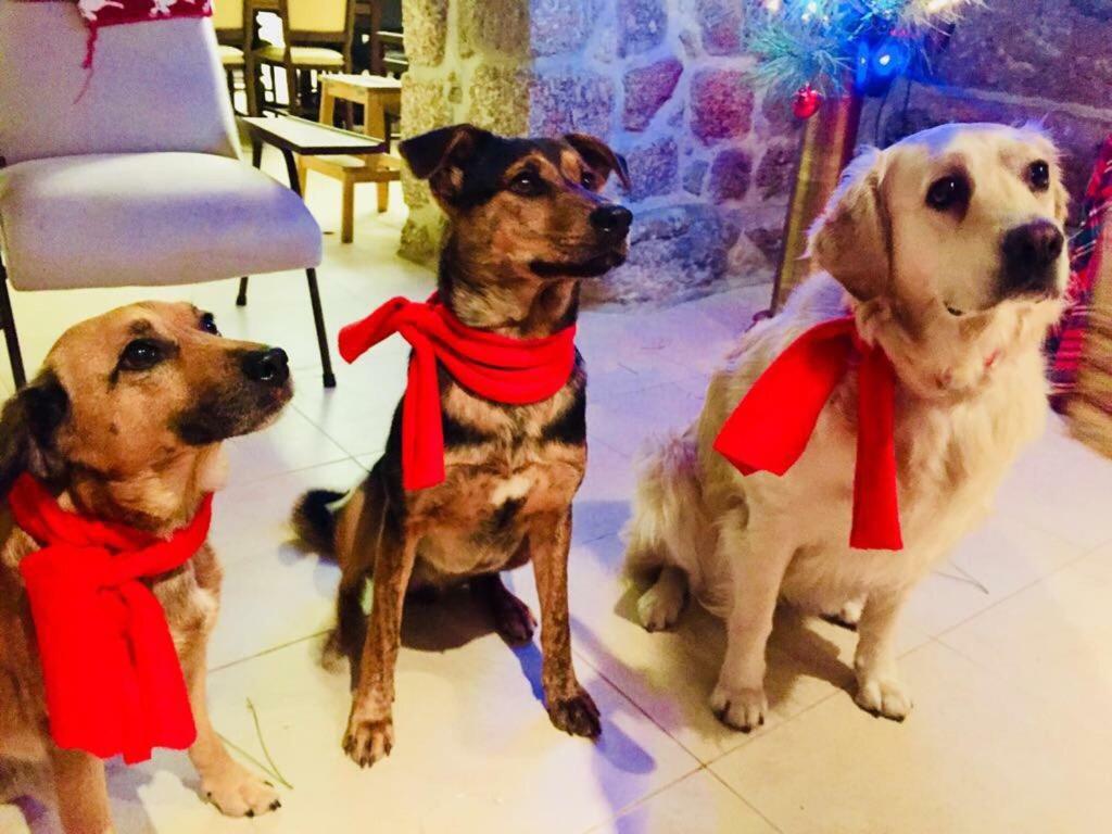 منزل الضيف بينافيل  في Casa Da Ventozella المظهر الخارجي الصورة